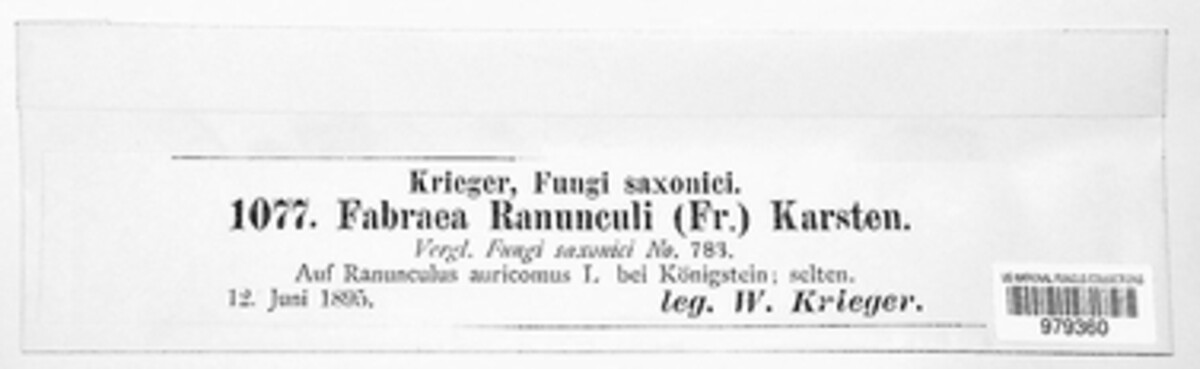 Fabraea ranunculi image